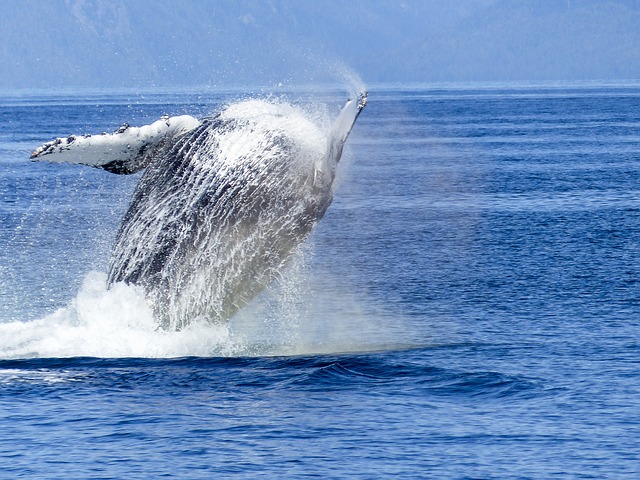 baleine à bosse